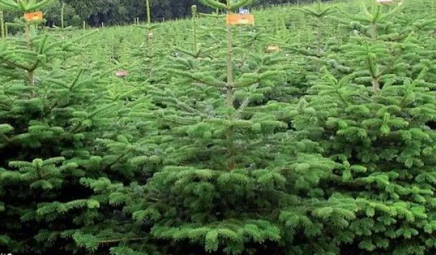 Romsilva: Au fost confiscaţi 3.266 de pomi de Crăciun tăiaţi ilegal