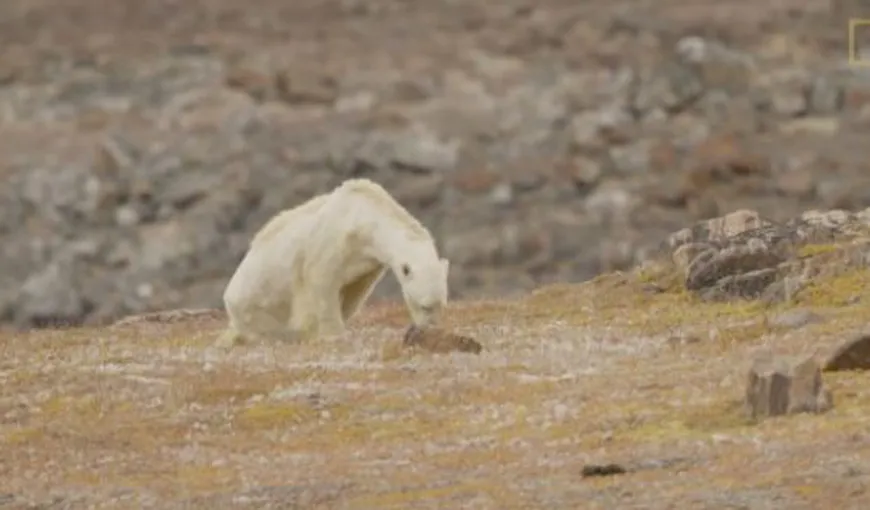 Imaginea zguduitoare a unui urs polar care moare de foame face înconjurul lumii: „Stăteam acolo şi plângeam” VIDEO