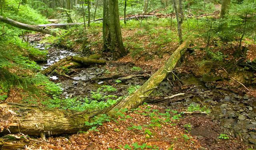Grupul Schweighofer protejează pădurile virgine şi patrimoniul natural