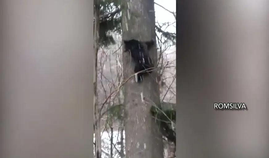Imagini spectaculoase surprinse la Vidraru. O ursoaică şi puii ei au fost filmaţi de pădurari VIDEO