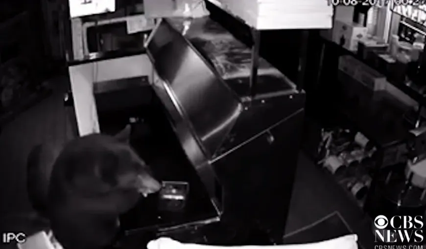 Trei urşi au dat buzna într-un resurant. Ce a urmat este incredibil VIDEO