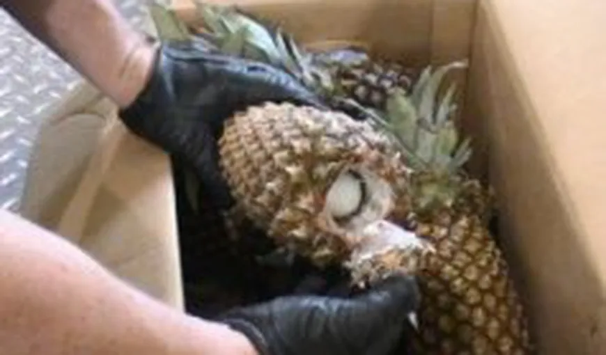 Sute de kilograme de cocaină ascunse în ananaşi