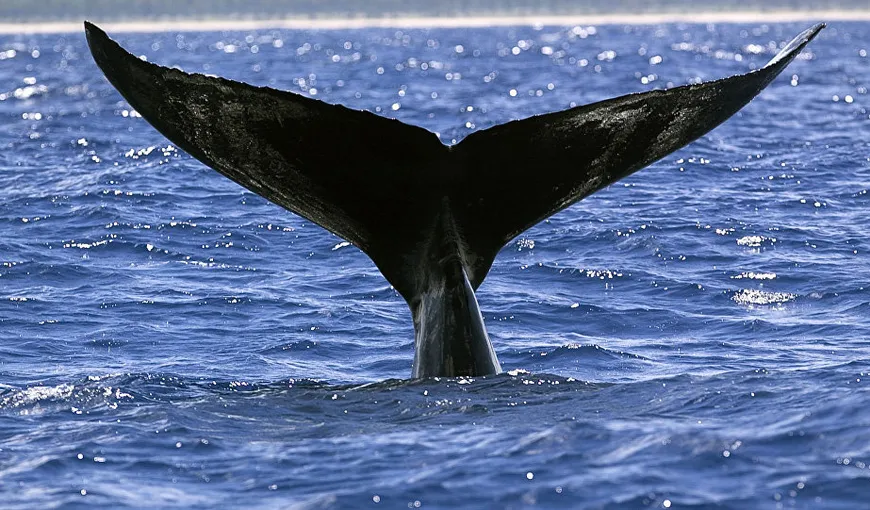 Imagini impresionante, o balenă cu cocoaşă a salvat un biolog de atacul unui rechin tigru de 3 metri VIDEO