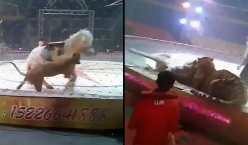 Imagini şocante filmate la circ. Un tigru şi o leoaică au atacat un cal VIDEO