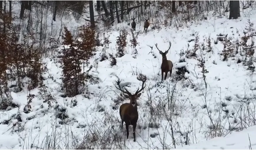 Patru cerbi, filmaţi într-o pădure din Caraş-Severin VIDEO