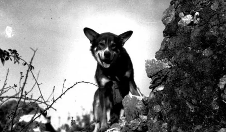 Un câine-erou, decorat de armata americană cu cea mai mare distincţie – Crucea Victoria