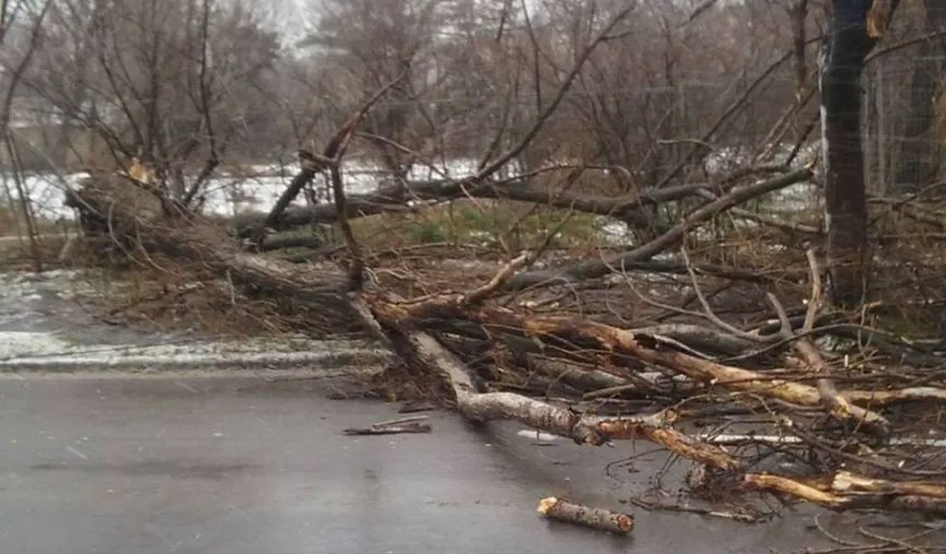 Vântul puternic a făcut prăpăd în Constanţa.Peste 20 de copaci au fost rupţi, şase panouri publicitare au fost deteriorate sau dărâmate