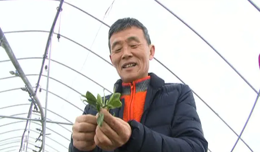 Coreeanul pentru care România înseamnă acasă: A devenit agricultor de legume „exotice”