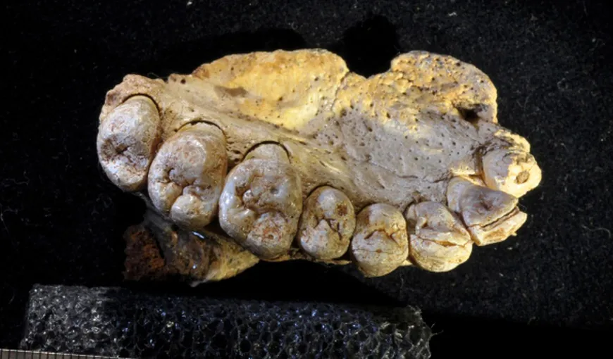 Cele mai vechi rămăşiţe umane descoperite în afara Africii dau înapoi ceasul istoriei omului