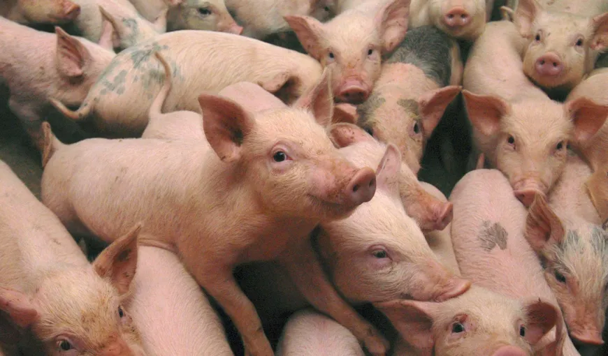 53 de focare de pestă porcină africană au fost confirmate în judeţul Constanţa. Mii de porci au fost sacrificaţi până acum
