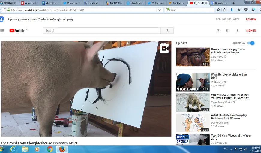 Porcul artist. Porcasso a fost salvat în ultima clipă de la tăiere, iar acum vinde tablouri pe mii de euro VIDEO