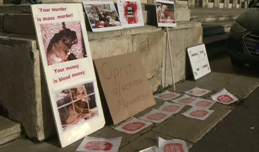 PROTEST în Capitală pentru stoparea abuzurilor împotriva maidanezilor VIDEO