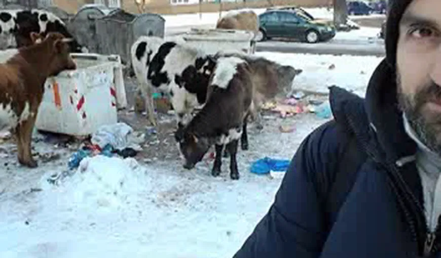 Vacile „gunoiere”. Sunt lăsate libere pe lângă blocuri. De când a dat zăpada, animalele mănâncă de la ghenă VIDEO
