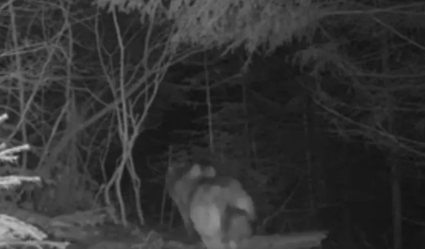 VIDEO CAMERE SUPRAVEGHERE: Doi lupi, filmaţi în Parcul Natural Putna Vrancea