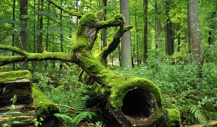 Polonia, acuzată de CJUE că a dispus tăieri în Pădurea Bialowieza, încălcând legislaţia europeană