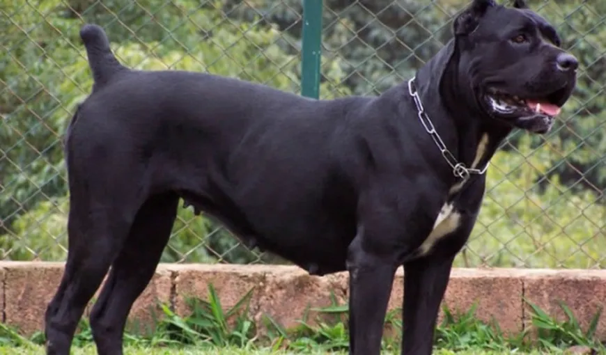 Toţi crescătorii de câini de rasă pot plăti AMENZI uriaşe. Anunț de ULTIMĂ oră de la Poliţia Română!