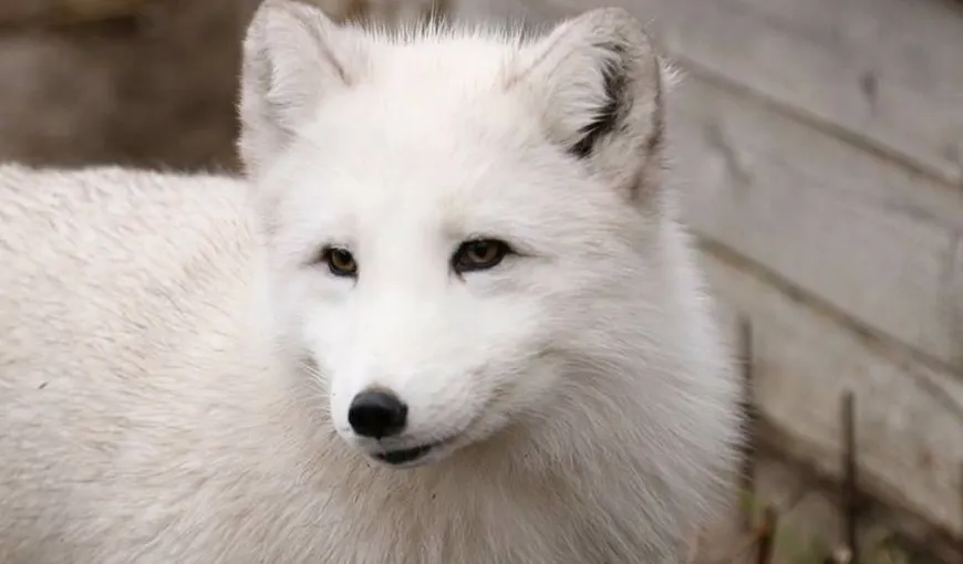 O vulpe polară de la Microrezervaţia din Constanţa a evadat. Animalul a fost prins după câteva ore şi dus înapoi