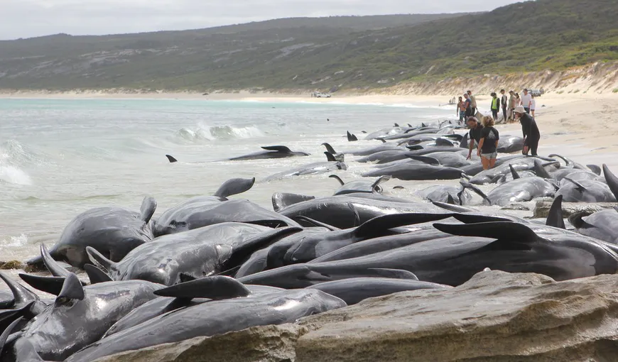 Dezastru ecologic, 135 de balene au eşuat pe o plajă, doar 15 au supravieţuit