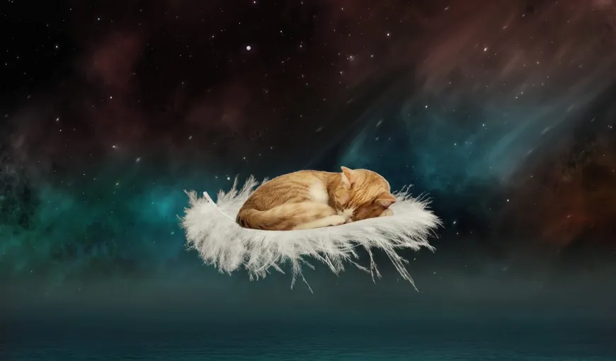 Ce înseamnă când visezi pisici. Decodarea mesajelor ascunse în vis