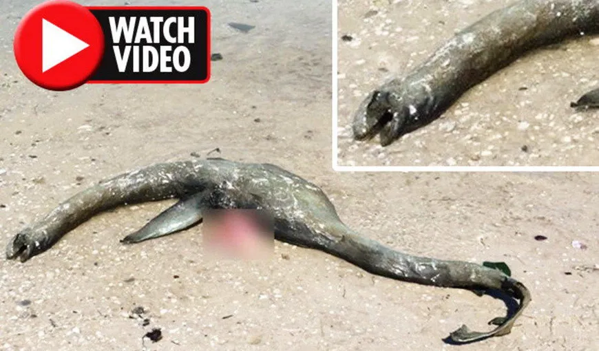 Creatura CIUDATĂ care a stârnit controverse în TOATĂ LUMEA. A fost găsit monstrul din Loch Ness? VIDEO