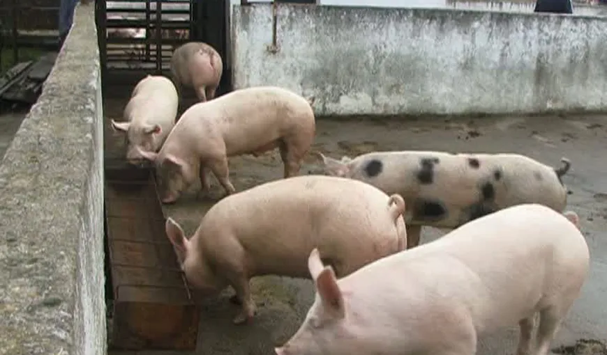 Porcii din două localităţi din Constanţa vor fi sacrificaţi preventiv, după confirmarea unor cazuri de pestă porcină africană