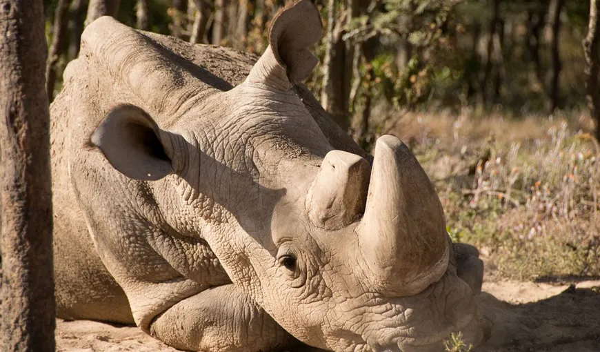 A murit ultimul mascul de rinocer alb nordic din lume. Trăia în Kenya şi era păzit permanent de soldaţi înarmaţi