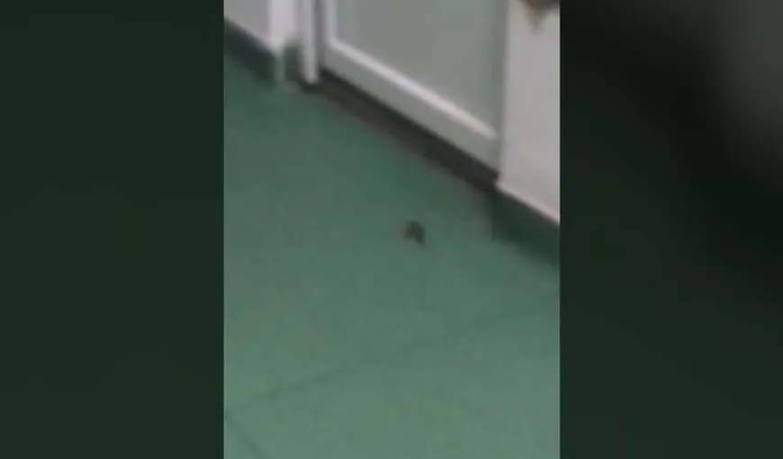 Imagini revoltătoare într-un spital din Craiova. Un şoarece a fost surprins în salonul pentru copii VIDEO