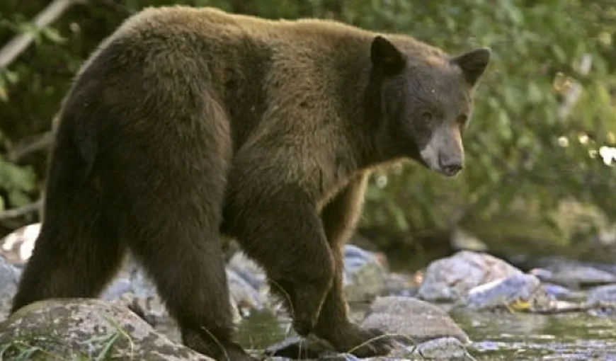 Dezbatere publică privind managementul populaţiei de urşi bruni – pe 9 mai