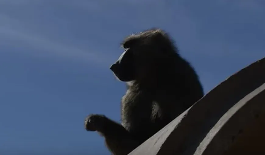 Planeta Maimuţelor. Trei babuini au evadat dintr-un institut de cercetări biomedicale din SUA