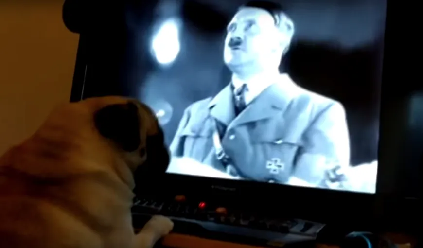 Şi-a învăţat câinele să execute salutul nazist. Ce pedeapsă a primit din partea justiţiei dresorul de ocazie VIDEO