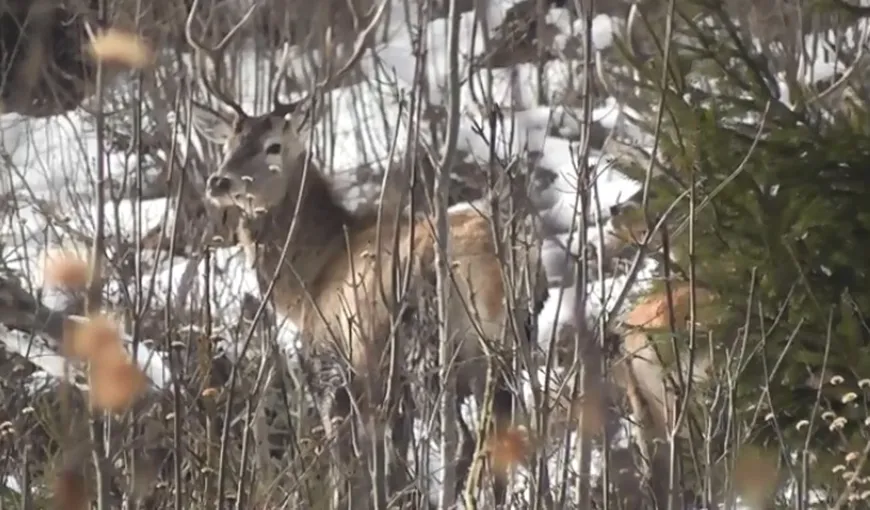 Imagini spectaculoase cu mai mulţi cerbi şi o ciută, surprinse în Parcul Naţional Călimani VIDEO