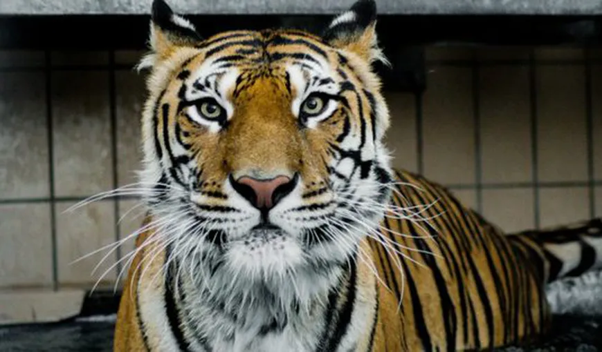 Igor, primul animal din lume tratat cu celule stem. Are 13 ani şi este tigru siberian