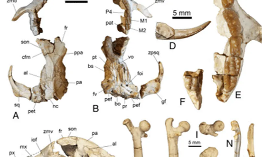 Fosilele unui mamifer preistoric, contemporan cu dinozaurii pitici, descoperite în Geoparcul Dinozaurilor din Hunedoara