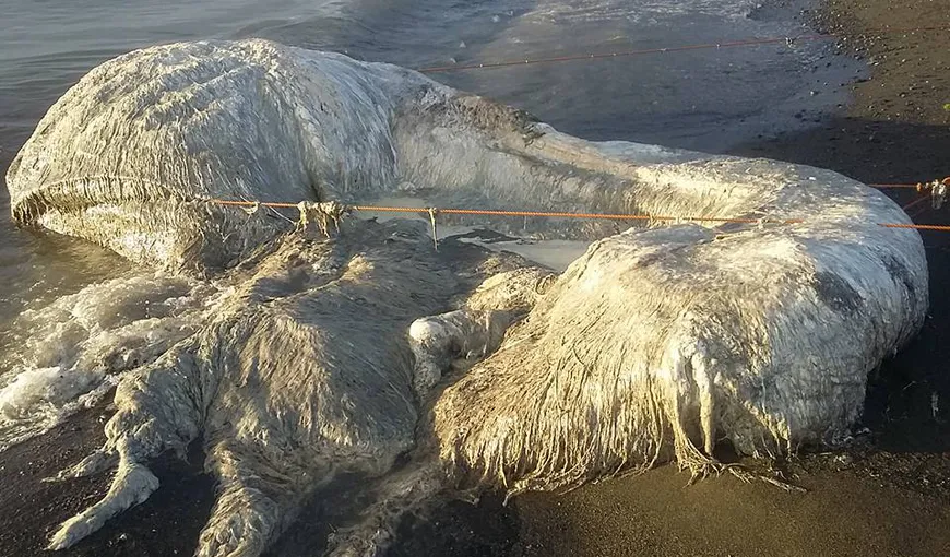 O creatură păroasă neidentificată şi de mari dimensiuni a eşuat pe o plajă în Filipine. Localnicii cred că prevesteşte sfârşitul lumii