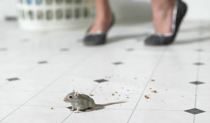 Şoarecii la covrigărie. Imagini incredibile cu rozătoarele plimbându-se pe podea
