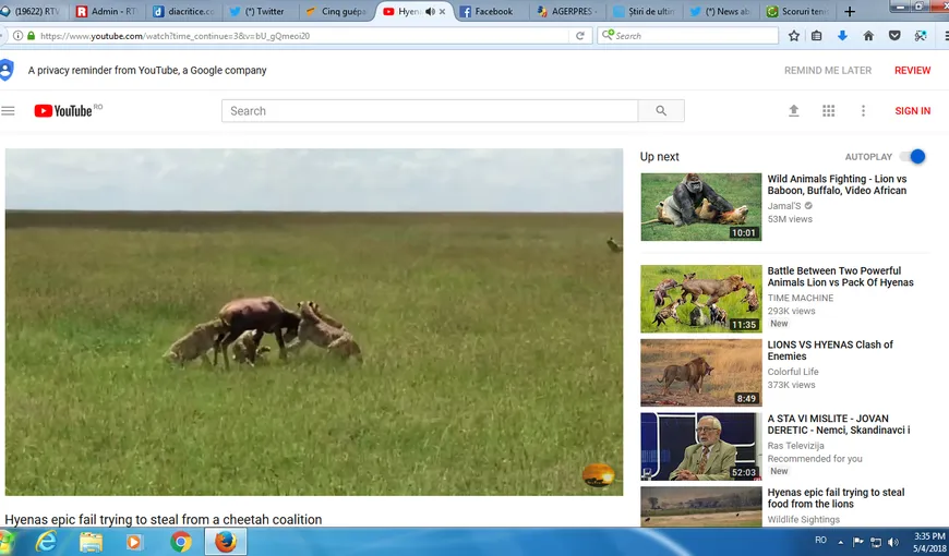 Cinci gheparzi împotriva unei antilope, cine câştigă? Bătălie epică filmată în savană VIDEO