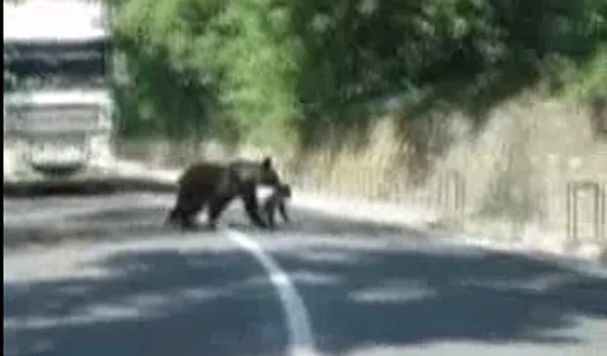 BĂILE TUŞNAD. O ursoaică a oprit traficul pentru ca puiul său să traverseze strada în siguranţă VIDEO