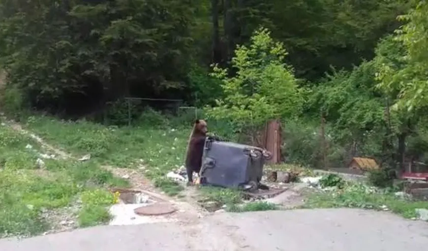 Locuitorii din Buşteni se plâng că sunt terorizaţi de urşi. Animalele se plimbă nestingherite pe străzile oraşului