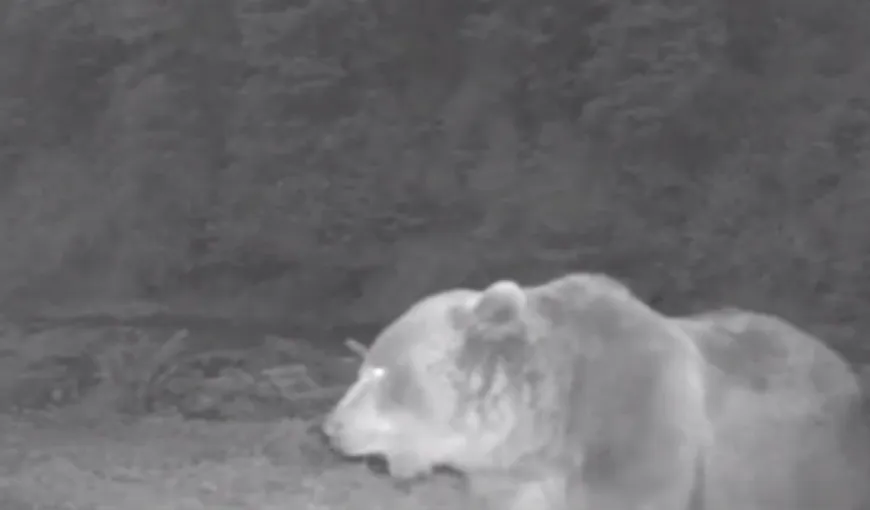 O cameră de monitorizare a faunei a surprins imaginile în pădure. Vezi ce făcea acest urs uriaş VIDEO