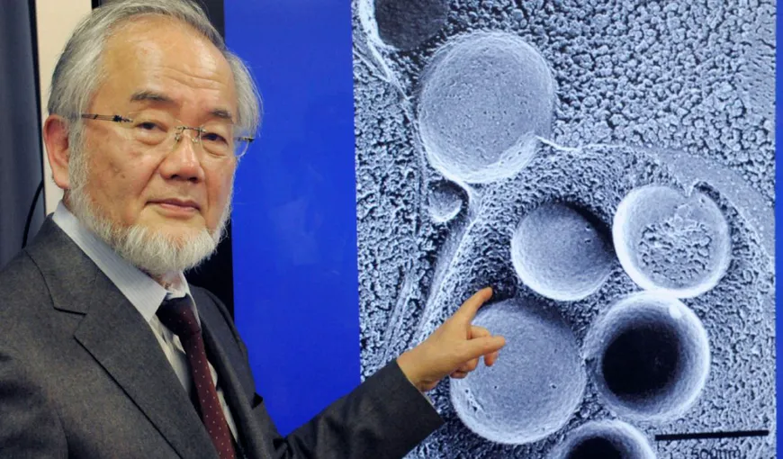 Dieta japonezului laureat cu premiul Nobel: Ajută la întinerirea celulelor şi scade în greutate