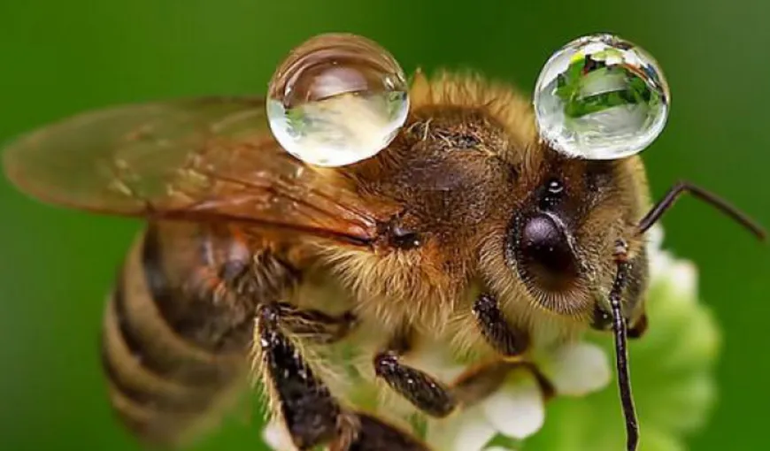 Înţepăturile de albine şi viespi la copii