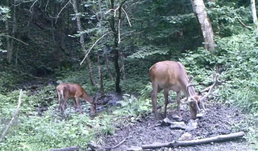 Doi cerbi frumoşi, filmaţi într-o pădure din Munţii Ţarcu VIDEO