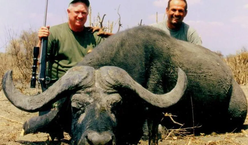Vânător ucis de un bivol african, din răzbunare. Bărbatul tocmai împuşcase un alt animal