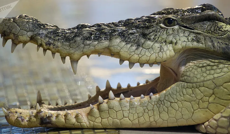 Răzbunare cruntă. Un crocodil a cedat nervos şi l-a mâncat pe câinele care l-a batjocorit timp de 10 ani VIDEO