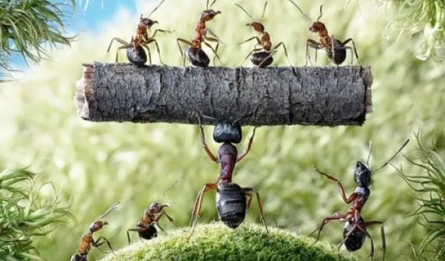 Cum să scapi de furnici. 9 soluţii naturale care dau REZULTATE!