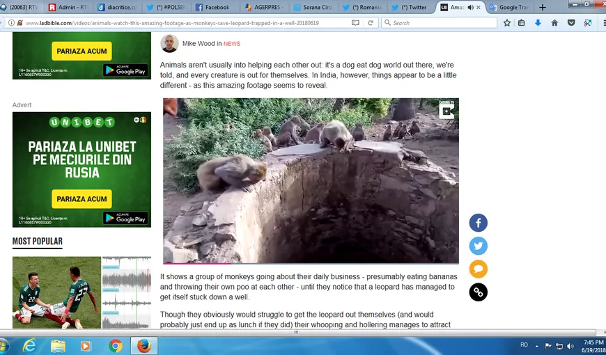 Solidaritate animală. Maimuţele au salvat viaţa unui leopard căzut într-o fântână de 8 metri VIDEO