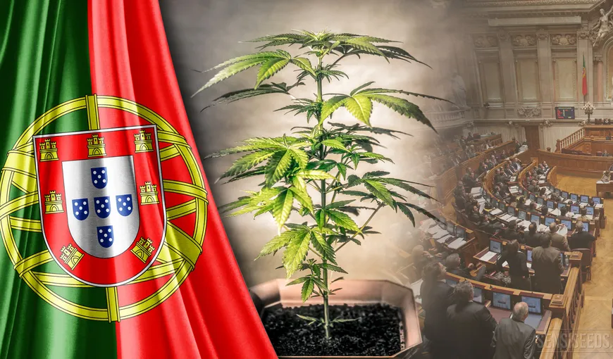 Portugalia legalizează medicamentele pe bază de canabis
