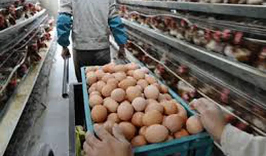 Scandal alimentar: 4,3 milioane de ouă contaminate cu antibiotice, retrase de pe piaţă