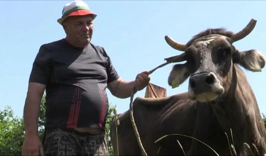Vaca Penka a fost graţiată, nu va fi sacrificată pentru că a trecut ilegal graniţa UE