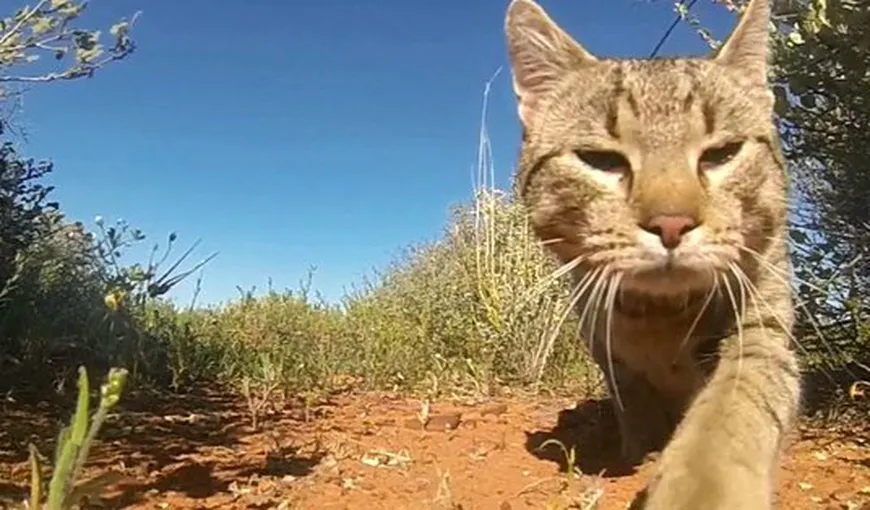 Pisicile fac ravagii în Australia. Ucid anual 650 de milioane de reptile